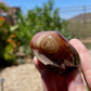 Sardonyx Banded Palm Stone - P05