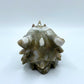 Medium Rainbow Moss Agate Dragon Skull